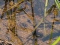 The tadpole pond. Royalty Free Stock Photo