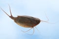 Tadpole shrimp (Triops cancriformis)