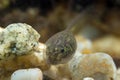 Tadpole Royalty Free Stock Photo