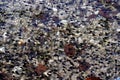 Tadpole swarm between floating leaves and stony ground in shallow water Royalty Free Stock Photo