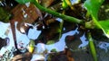 tadpole in water and between water hyacinth