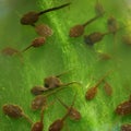 Tadpoles Royalty Free Stock Photo