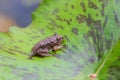 Tadpoles or Baby frogs on a leaf Royalty Free Stock Photo