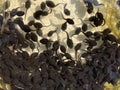 Tadpoles, bufo Royalty Free Stock Photo