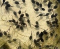 Tadpoles, bufo Royalty Free Stock Photo