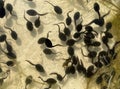 Tadpoles, bufo Royalty Free Stock Photo