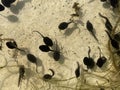Tadpoles, bufo Royalty Free Stock Photo