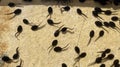 Tadpoles, bufo Royalty Free Stock Photo