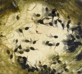 Tadpoles, bufo Royalty Free Stock Photo