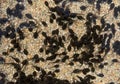 Tadpoles, bufo Royalty Free Stock Photo