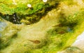 Tadpoles in crycstal clear water of mountain spring Bulgaria Royalty Free Stock Photo