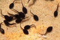 Tadpoles in the fresh water