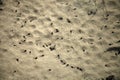 Tadpoles in the fresh water as nice spring background Royalty Free Stock Photo