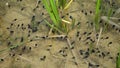 Tadpoles