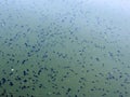 Tadpoles in lake