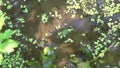 Tadpoles and larvae in swamp water