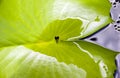 Tadpoles in a leaf