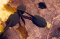 Tadpoles Royalty Free Stock Photo