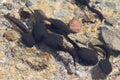 Tadpoles in a Mountain Pond Royalty Free Stock Photo