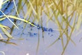 Tadpoles in pond feeding along a submerged reed Royalty Free Stock Photo