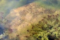 Tadpoles in a pond Royalty Free Stock Photo