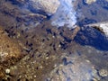 Tadpoles in shallow water Royalty Free Stock Photo