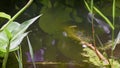 Tadpoles Surfacing For Air in Pond.