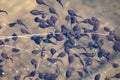 Tadpoles swimming in water Royalty Free Stock Photo