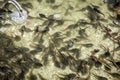 Tadpoles swimming in a mountain lake, french alps Royalty Free Stock Photo