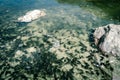 Tadpoles swimming in a mountain lake, french alps Royalty Free Stock Photo