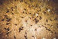 Tadpoles swimming in a mountain lake, french alps Royalty Free Stock Photo