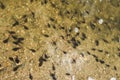 Tadpoles swimming in a mountain lake, french alps Royalty Free Stock Photo