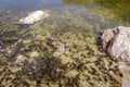 Tadpoles swimming in a mountain lake, french alps Royalty Free Stock Photo