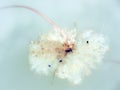 Tadpoles swimming in a pond with dead lotus leaf Royalty Free Stock Photo