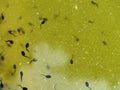 Tadpoles swimming pond Royalty Free Stock Photo