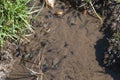Tadpoles swimming Royalty Free Stock Photo