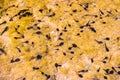 Tadpoles swimming in a shallow pond, California