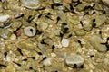 Tadpoles swimming in water Royalty Free Stock Photo