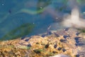 Tadpoles swimming in water Royalty Free Stock Photo