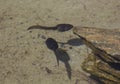 Tadpoles and their shadow swim in the pond Royalty Free Stock Photo