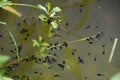 Tadpoles of water frogs with  green plants on a lake Royalty Free Stock Photo