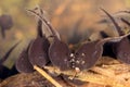 Tadpoles in water Royalty Free Stock Photo