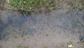 tadpoles in a wild pond Royalty Free Stock Photo