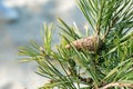 Taean-gun Anmyeon-eup, Chungcheongnam-do May 20th, 2020: Pine Tree on Rock Island at Wansando Beach New Leaves and pine cones Royalty Free Stock Photo