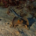 Taeniura lymma - Bleu spotted ray - Red Sea