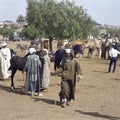 Cattle market in Tafilalet, Morocco Royalty Free Stock Photo