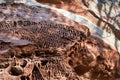 Tafoni, honeycomb weathering on red sandstone