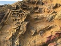 Tafoni rock in Coastal California, Bean Hollow State Beach