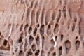 Tafoni weathering in red natural sandstone wall