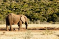 They Taged Me - African Bush Elephant Royalty Free Stock Photo